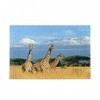 Bigjoke Puzzle en bois 1000 pièces pour adultes Motif girafe africaine Jeu amusant pour adolescents et famille