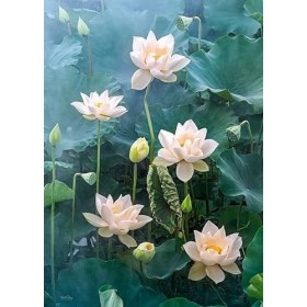 Cherry Pazzi Puzzle 1000 pièces : Lotus Blanc