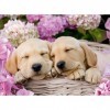 Ravensburger - Puzzle Enfant - Puzzles 2x200 p - Chiens et chaton - Dès 8 ans - 80568