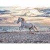 Ravensburger - Puzzle Adulte - Puzzle 500 p - Cheval sur la plage - 16586