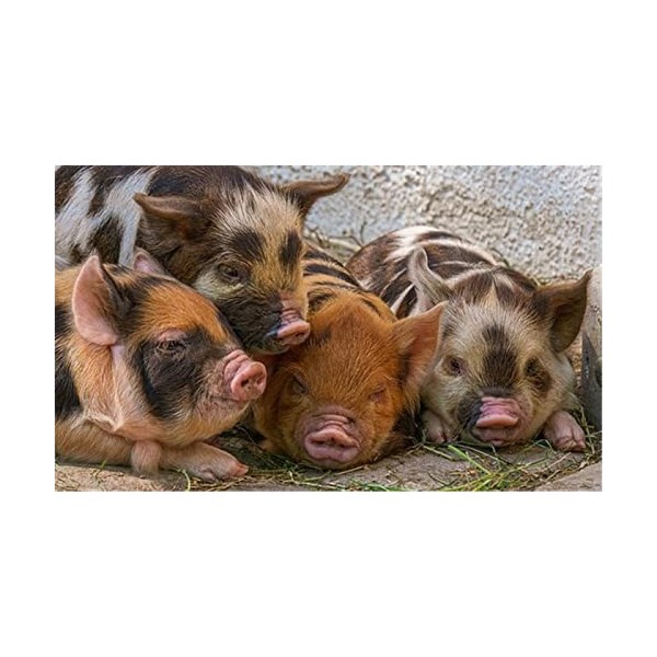 Puzzles pour Adultes Puzzle 500 Pièces - Formule Mathématique - pour Adultes 500 Pièces Puzzle 500 Pièces-52x38cm 20.47x41.96