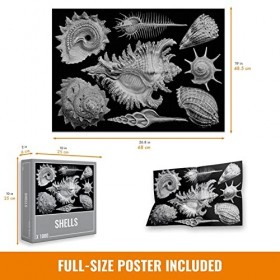 Shells : Puzzle Haut de Gamme de 1000 pièces pour Les Adultes et Les Adolescents ! Puzzle compliqué avec Un Design Difficile 