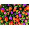 Piatnik Tulips Jigsaw Puzzle 1000 Pieces 