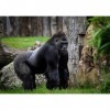 Puzzle | Gorilla | Jeu de puzzle de 500 pièces pour adultes et enfants