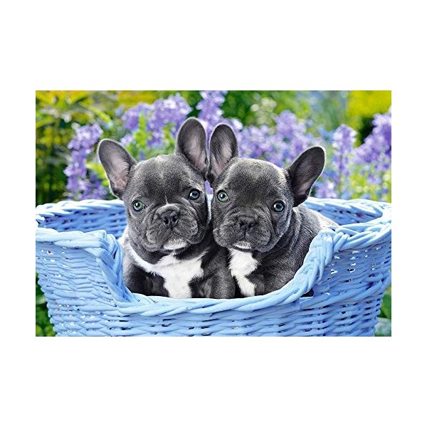 Castorland- French Bulldog Puppies,Puzzle 1000 Teile 104246-2, coloré