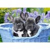 Castorland- French Bulldog Puppies,Puzzle 1000 Teile 104246-2, coloré