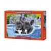 Castorland- French Bulldog Puppies,Puzzle 1000 Teile 104246-2, coloré