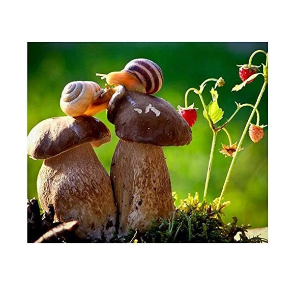 1000 pièces de Puzzles pour Adultes, Danseuse, Bonnes Collections et Cadeaux danniversaire 26X38cm（10.23 * 14.96inch）