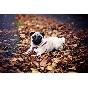 Yingxin34 Jigsaw Puzzle 1000 pièces Carlin dans Les Feuilles tombées Adultes Enfants Papier Puzzle Loisirs Jeux créatifs Joue