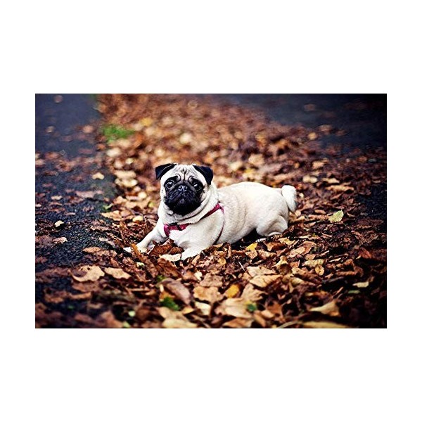 Yingxin34 Jigsaw Puzzle 1000 pièces Carlin dans Les Feuilles tombées Adultes Enfants Papier Puzzle Loisirs Jeux créatifs Joue