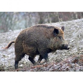 1000 pièces de Puzzles pour Adultes, Sanglier sur lherbe, de Bonnes Collections et des Cadeaux danniversaire 26X38cm（10.23 