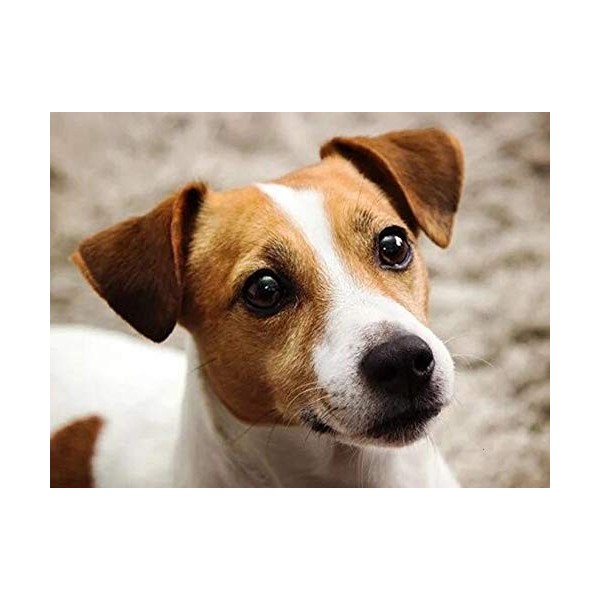 ALKOY 1000 Pièces Puzzles Adultes, Série Animale Jack Russell Terrier Ensemble de Puzzle Familial En Bois, Défi Cerveau Pour 