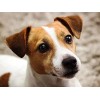 ALKOY 1000 Pièces Puzzles Adultes, Série Animale Jack Russell Terrier Ensemble de Puzzle Familial En Bois, Défi Cerveau Pour 