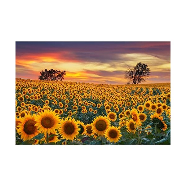 MISITU Puzzle Classique 1000 Parties pour Les Adultes et Les Enfants Puzzles impossibles 1000 Parties Puzzle de Tournesol