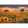 MISITU Puzzle Classique 1000 Parties pour Les Adultes et Les Enfants Puzzles impossibles 1000 Parties Puzzle de Tournesol