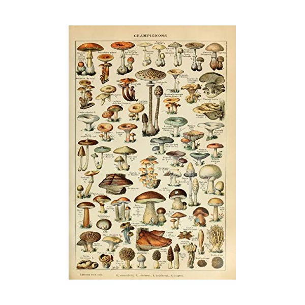 LYBSSG Puzzles éducatifs botaniques, Champignons Champignons Puzzle en Bois Adulte de 1000 pièces, Jouet de Chambre denfants