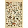 LYBSSG Puzzles éducatifs botaniques, Champignons Champignons Puzzle en Bois Adulte de 1000 pièces, Jouet de Chambre denfants