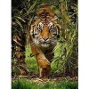 GBPR Puzzle Adulte 300 Pièces Tigre de la forêt-300 Puzzle pour Adultes à partir de 14 Ans. Affiche Et Imprimé Mur Art Photo 