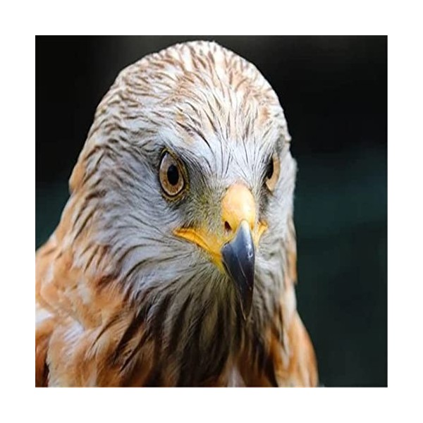 Puzzles 300 Pièces pour Adultes Femmes Hommes | Joli Aigle | Grands Puzzles de château Dur Difficiles en Carton de qualité su