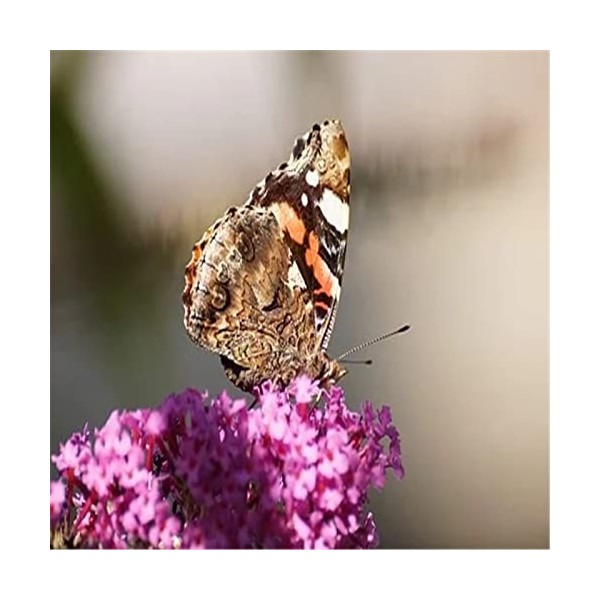 Puzzle 300 pièces Puzzle éducatif Jeu de famille Joli papillon Cadeau pour adultes et enfants-52x38cm 23 * 15 pouces 