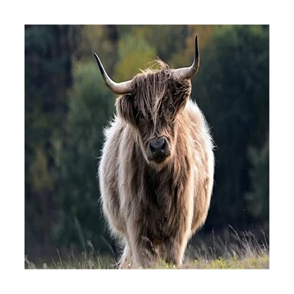 Puzzle, 300 pièces, Yak sur la prairie - Difficile, parfait pour samuser en famille - Activité dintérieur amusante-52x38cm 