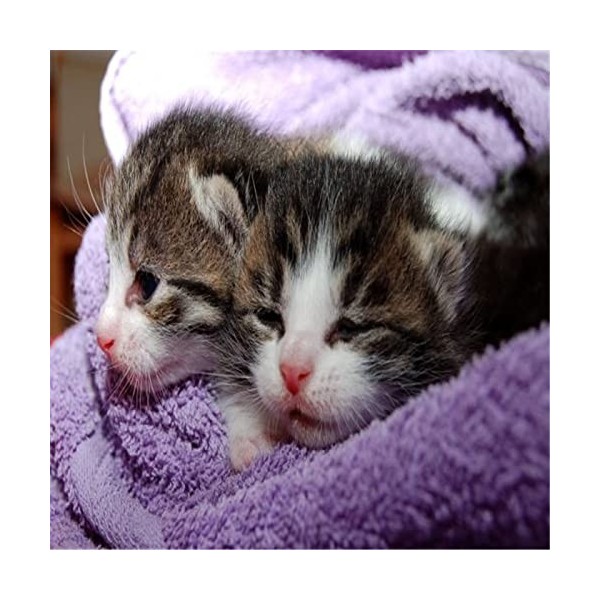 Puzzles pour Adultes Puzzle en Bois 300 Pièces - Cadeau Puzzle Belle Maison-52x38cm 23 * 15 Pouces 