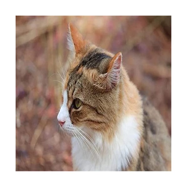 Puzzle 300 pièces, Puzzle de Sol Chat Jaune pour Enfants Adultes-52x38cm 23 * 15 pouces 