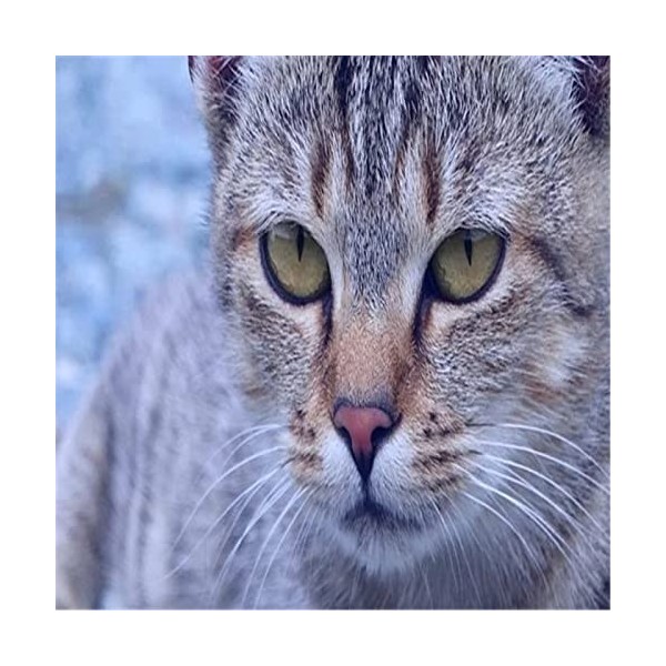 Puzzle 300 pièces, Puzzle de Sol Chat Jaune pour Enfants Adultes-52x38cm 23 * 15 pouces 