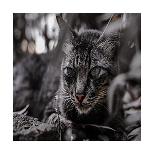 Puzzle 300 pièces, Puzzle de Sol Chat Jaune pour Enfants Adultes-52x38cm 23 * 15 pouces 