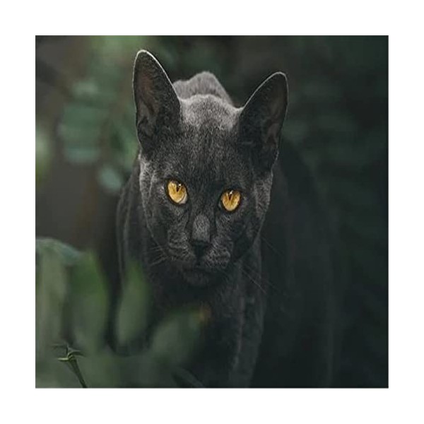 Puzzles 300 Pièces pour Adultes Chat Jaune Puzzle Difficile et Défi-52x38cm 23 * 15 Pouces 