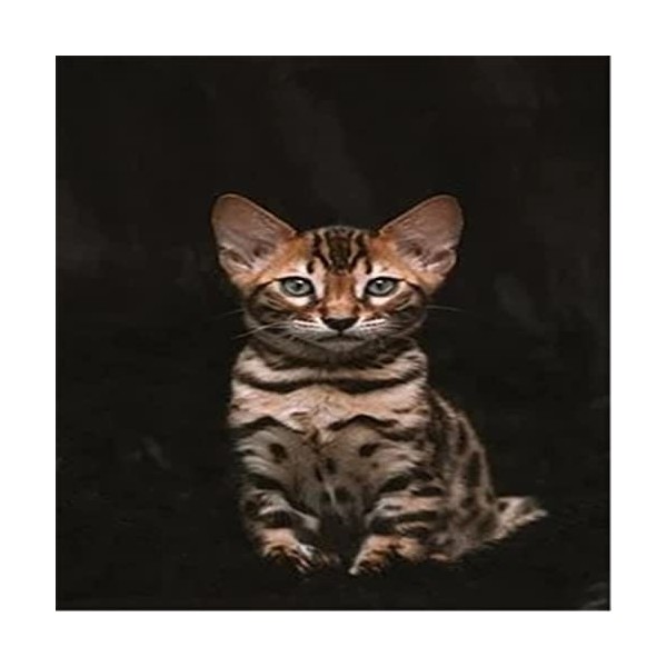 Puzzle 300 pièces pour Adultes et Adolescents - Puzzle Chat et Feuilles avec Affiche Pleine Grandeur - Amusant et Stimulant -