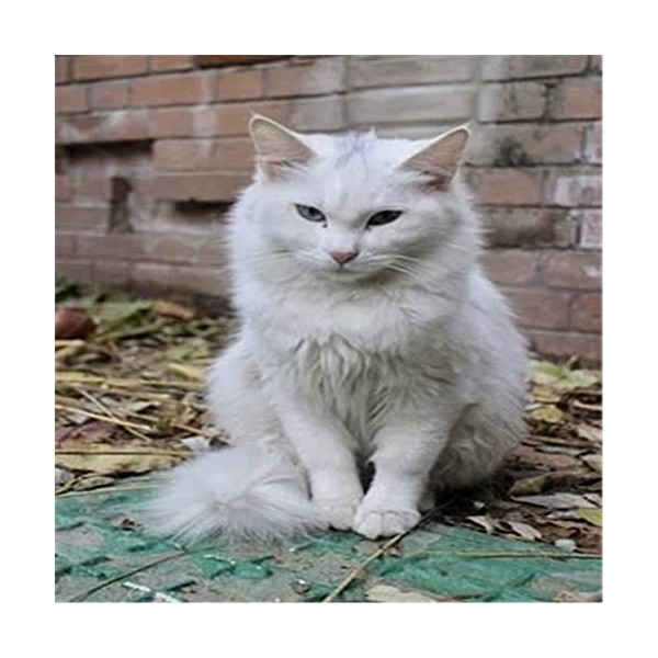 Puzzle, 300 pièces, Chat noir - Difficile, parfait pour samuser en famille - Activité dintérieur amusante-52x38cm 23 * 15 p