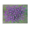 Puzzle 1000 Pieces Adultes Champs de Fleurs de Lavande en Violet Photographie Puzzle Adulte 1000 pièces Jeu éducatif défi Jou