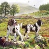 Spaniels on The Moor 1000 Piece Jigsaw