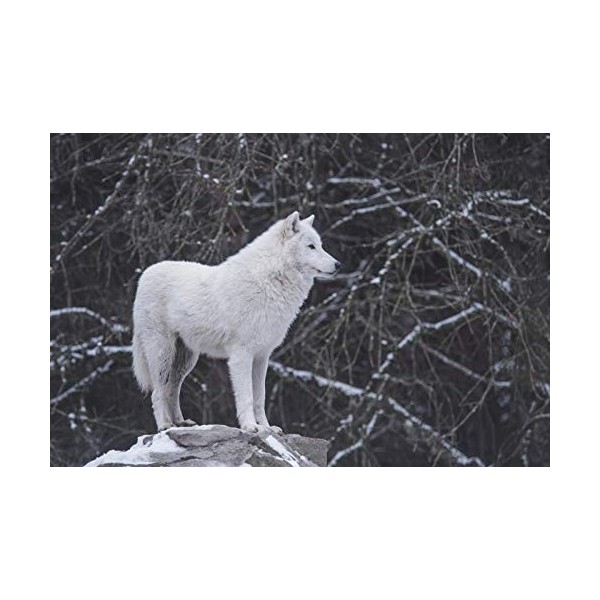 Puzzle Adulte Classique 1000 Pièces Loup Blanc sur La Pierre Collection De Famille