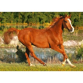 Trefl - 58099 - Puzzle Classique - Cheval Au Galop - 500 Pièces
