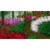 KMszsm Puzzle 500 pièces Peinture numérique Forêt fleurie Puzzle et jeu amusant, le meilleur pour la famille et les amis