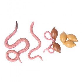 Toyvian 4 Pièces Cycle De Croissance Modèle Jouets Animaux Jouets Arts Et Artisanat pour Enfants Aide À La Formation vers De 