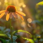 Les vertus de l'échinacée : un trésor méconnu des plantes médicinales