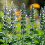 Plantes bienfaisantes pour le foie