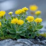 Les vertus cachées de la Rhodiola rosea