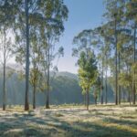 Les bienfaits extraordinaires de l'Eucalyptus radiata