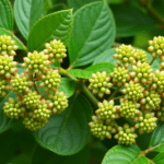 Les bourgeons de viorne performent contre le stress et l'insomnie.