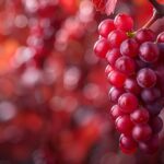 La vigne rouge est efficace contre les jambes lourdes et les varices.