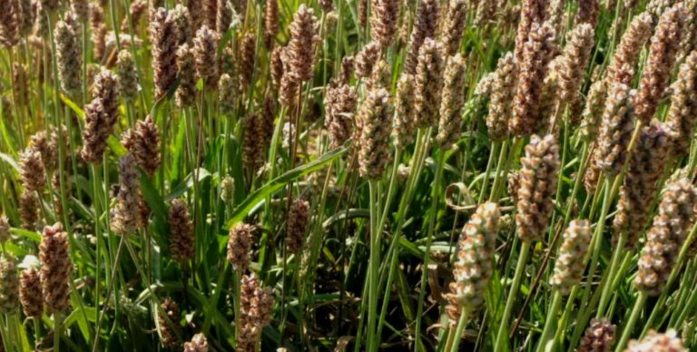 Le psyllium bienfaiteur intestinal avec un effet coupe faim.