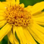 L'Arnica est une plante anti-inflammatoire et antidouleur puissante.