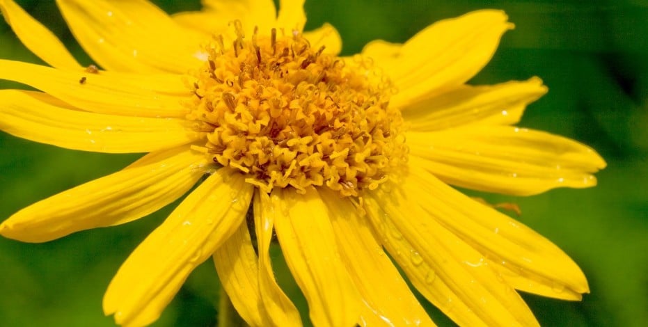 L'Arnica est une plante anti-inflammatoire et antidouleur puissante.