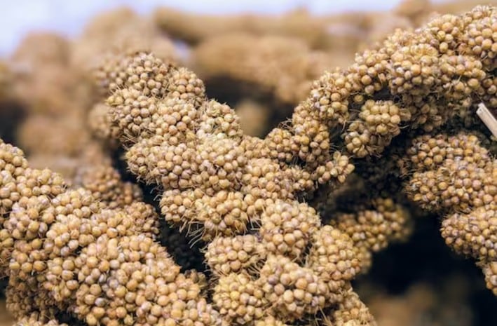 Le millet doré régule le cholestérol, la glycémie et l'appétit.