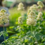 Astragale, bénéfice vasculaire, stress et défense immunitaires.