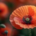 Le coquelicot a des propriétés antitussive et expectorantes.